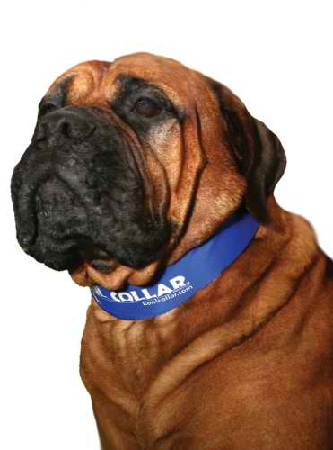 Bulldog Kool Collar Large