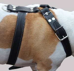 Leather Bulldog Harness