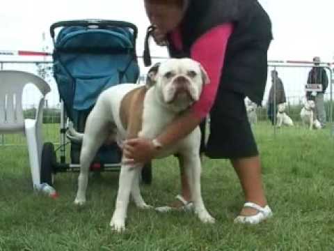 American Bulldogs 