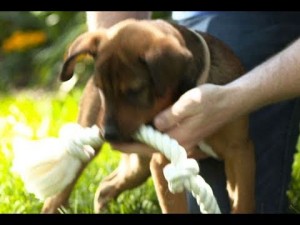 Puppy Biting 