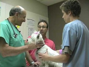 Microchipping your Bulldog
