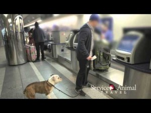Traveling With Your Bulldog