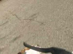 Exercising your Bulldog