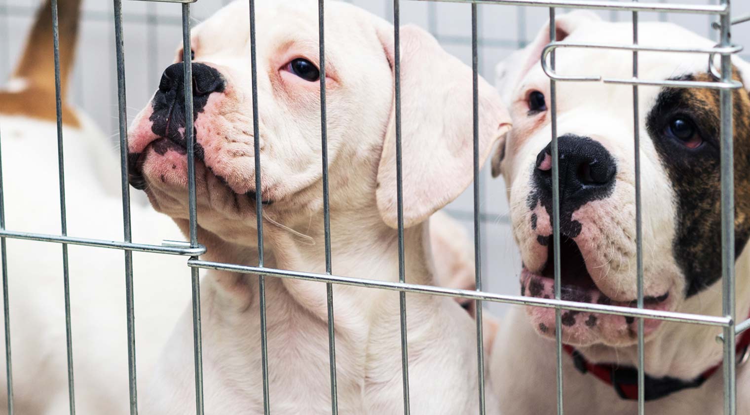 Bulldog Adoption